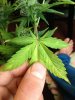 plants 027.jpg