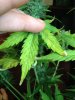 plants 028.jpg