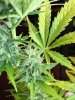 plants 029.jpg