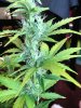 plants 031.jpg