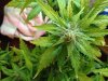 plants 032.jpg