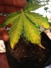 plants 034.jpg