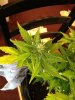 plants 035.jpg
