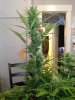 plants 036.jpg