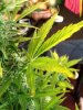 plants 037.jpg