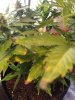 plants 038.jpg
