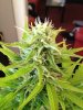plants 039.jpg