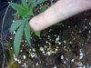 discolored bush plant.jpg