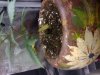 brown ceramic flatbush (problem).jpg