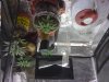 inside tent actual growspace.jpg