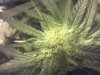 snowcap.jpg