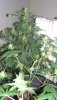 bud5.jpg
