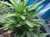 leaf curl plant #2.jpg