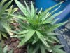 leaf curl plant 3.jpg