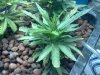 burn plant #2 part 2.jpg