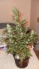 chrismas chop 002.jpg
