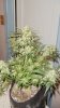chrismas chop 028.jpg