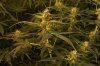 AK47Auto_8weeks1.jpg AK47Auto_8weeks1.jpg