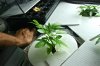 ChemDawg10DaysOld1.jpg ChemDawg10DaysOld1.jpg