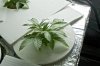 AK47Auto10Days1.jpg AK47Auto10Days1.jpg