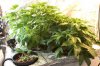 ChemDawgAK47Auto22DaysOld1.jpg ChemDawgAK47Auto22DaysOld1.jpg