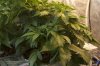 AK47Auto22days1.jpg AK47Auto22days1.jpg