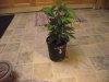 plant3.jpg