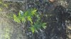 Plants 3.jpg
