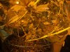 12-28-12 flower room 7.jpg