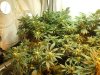 12-28-12 flower room 11.jpg