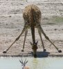 GiraffeDrinking.jpeg GiraffeDrinking.jpeg