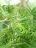 plant.jpg