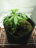 Plant 1 Tent.JPG