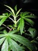 Plant 4 Closeup 2.JPG