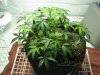 Plant 4 Tent.JPG