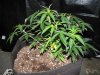 Plant 4.2.JPG