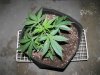 Plant 5.1.JPG