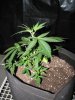 Plant 5.2.JPG