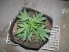 Plant 6.2.JPG