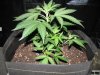 Plant 6.4.JPG