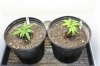 The Girls 12-31-2012 1-35-10 PM.JPG