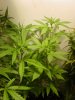 ggg.gdpxltc99-017.jpg