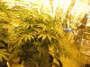 kushinflower.jpg
