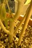 my plant.jpg