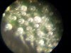 DSCI0583.jpg