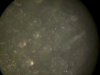 DSCI0587.jpg