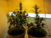 sns and blue cheese 001.jpg