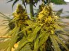 sns and blue cheese 006.jpg