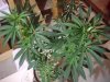grow01_12weeks-09-25_4077.upload.jpg