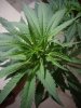 grow01_12weeks-09-25_4075.upload.jpg